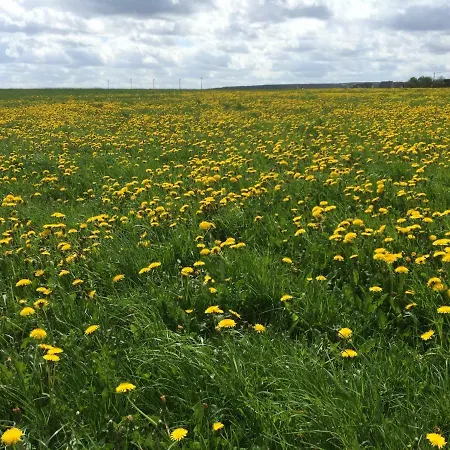 Grimmershof 別荘 *