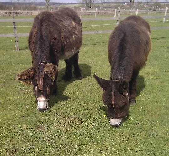 Prázdninový dům Grimmershof *